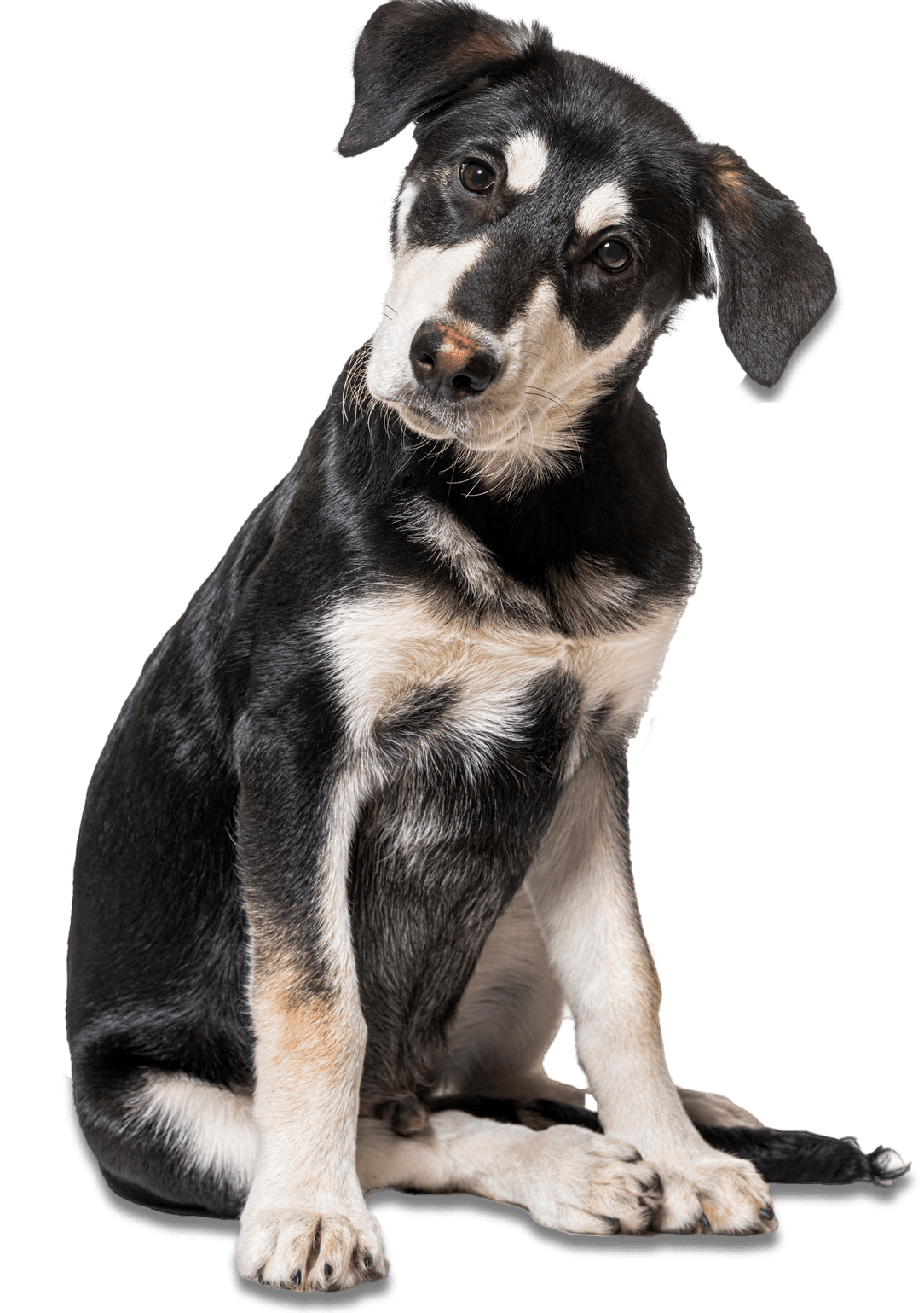 Cross Breed Black and White Dog - Riverview, MI - Riverview Animal Hospital