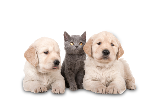 Two Golden Retriever and a Gray Cat - Riverview, MI - Riverview Animal Hospital