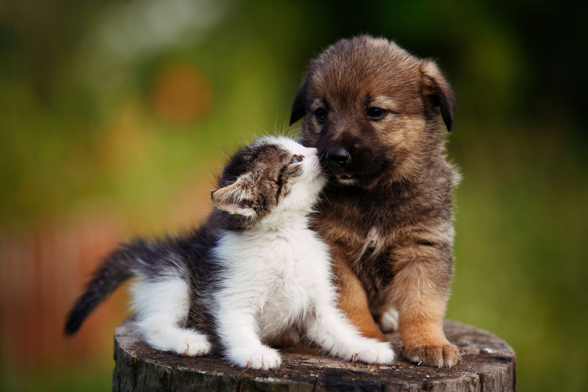 Cute Puppy and Kitten on the Bark Outdoors - Riverview, MI - Riverview Animal Hospital