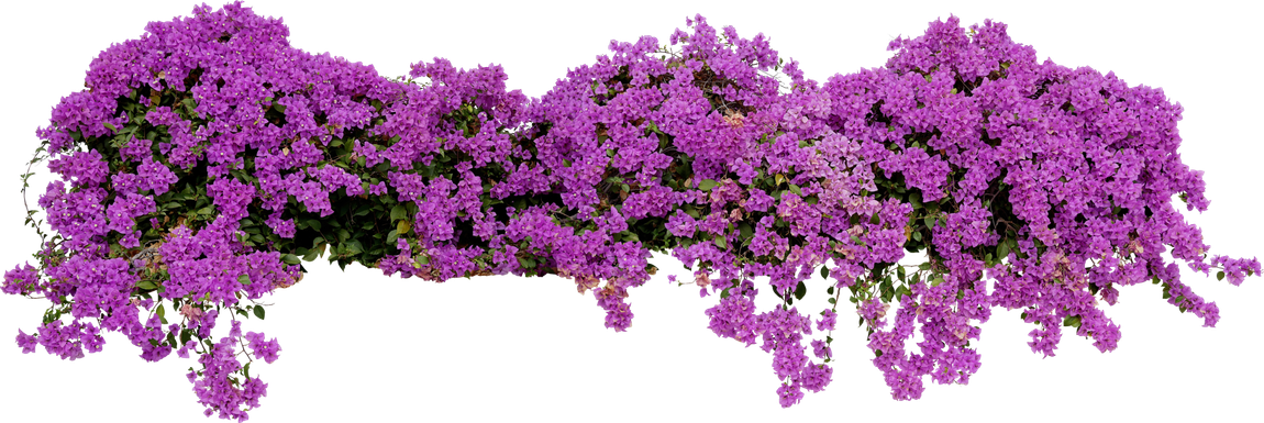 Landscaping Service — Shrub of Purple Bougainvillea in Buhl, ID