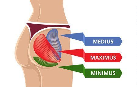 Muscles of the buttocks. Gluteus Medius, Gluteus Maximus, Gluteus Minimus
