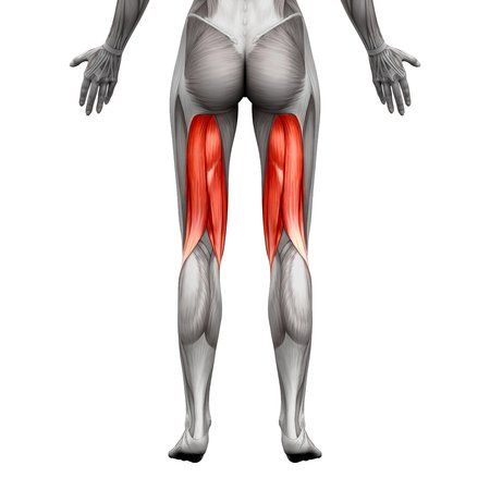Hamstring Muscles