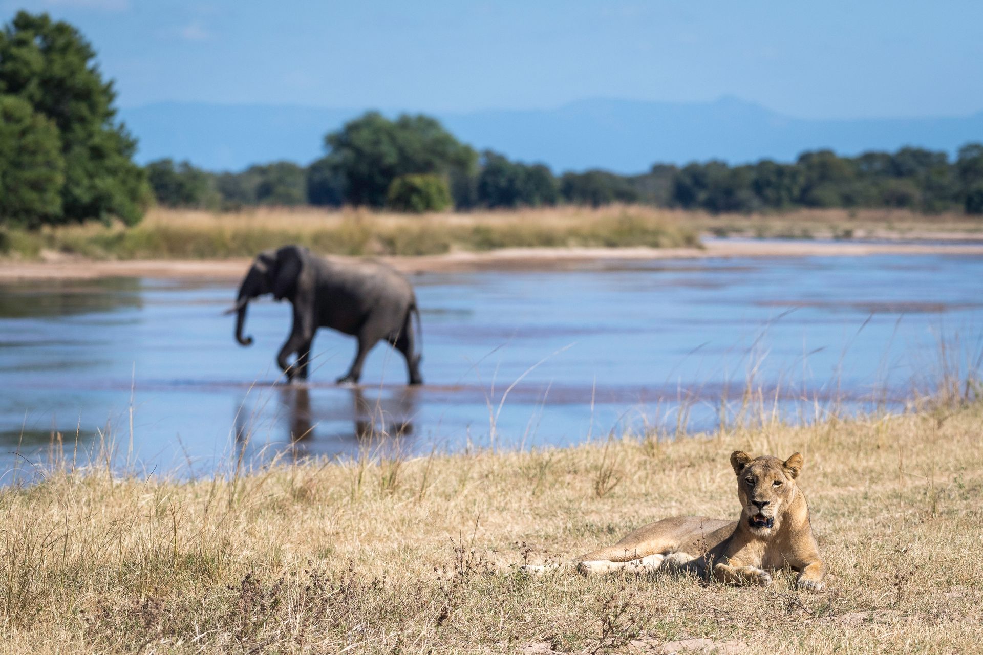 An elephant and a lion are walking across a river.
