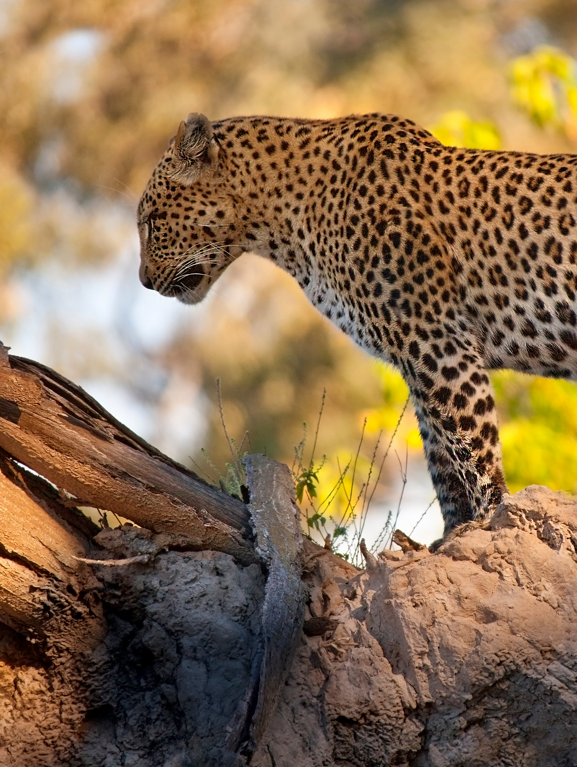 A leopard is standing on a rock next to a tree trunk.