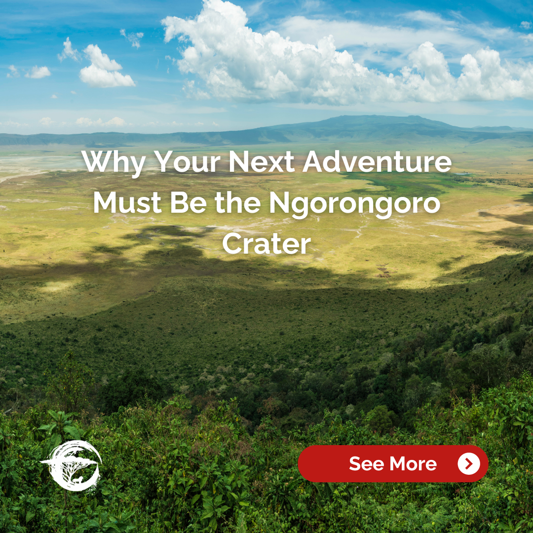 Why your next adventure must be the ngorongoro crater