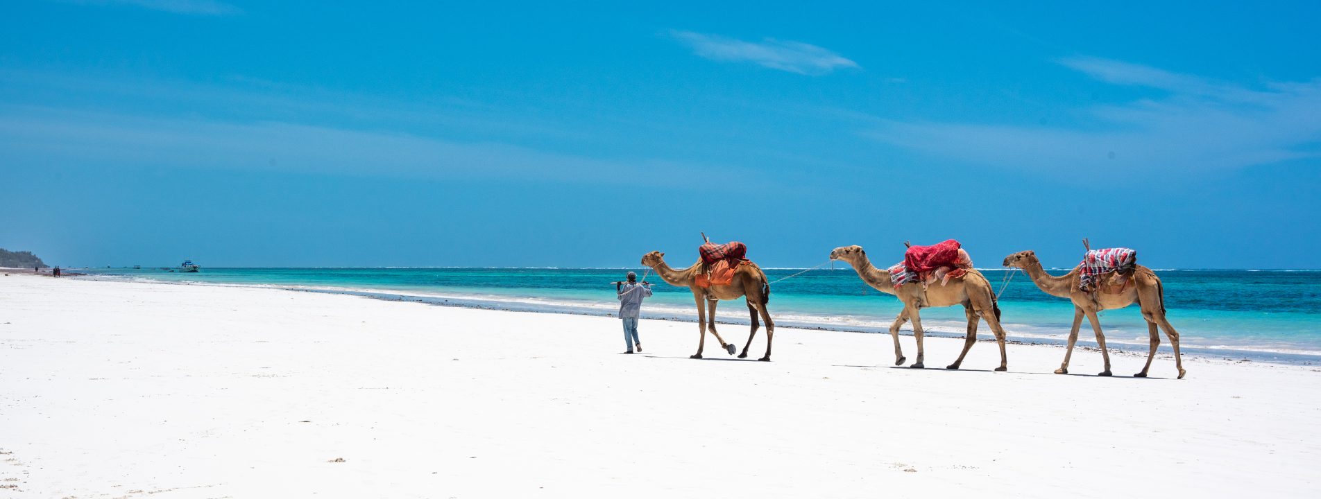 A man leads three camels on a white sand beach with turquoise water and a bright blue sky.