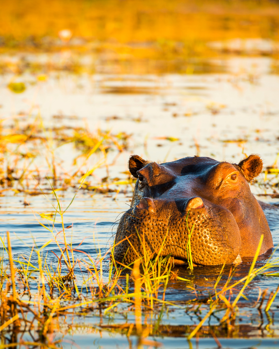 Hippopotamus in shallow water, head above the surface, golden light.
