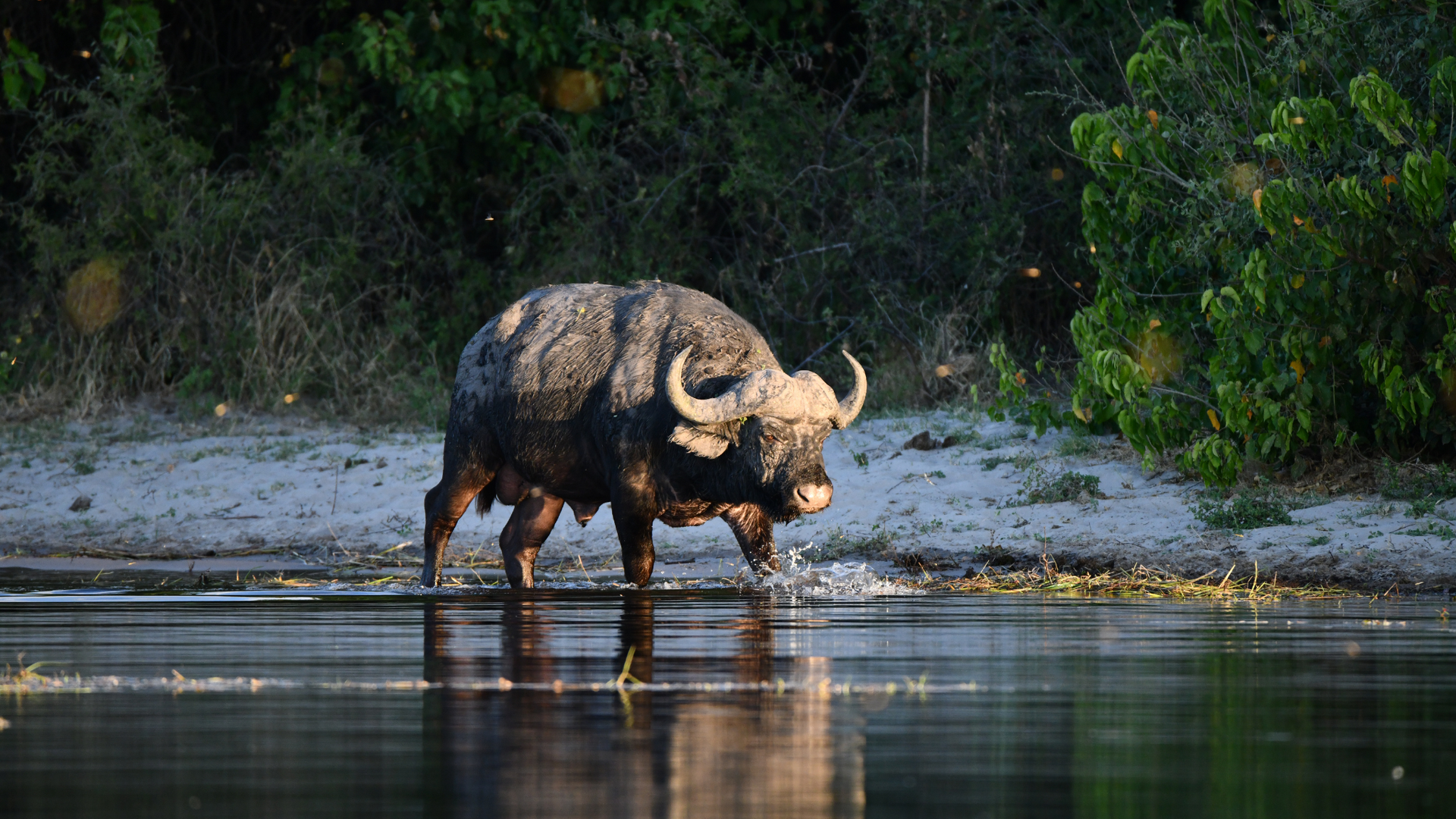 Buffalo in Botswana