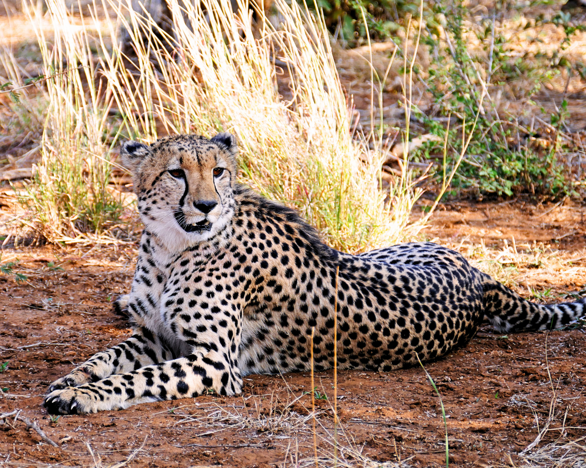 A cheetah is laying on the ground in the dirt Malaria Free Safari Destinations