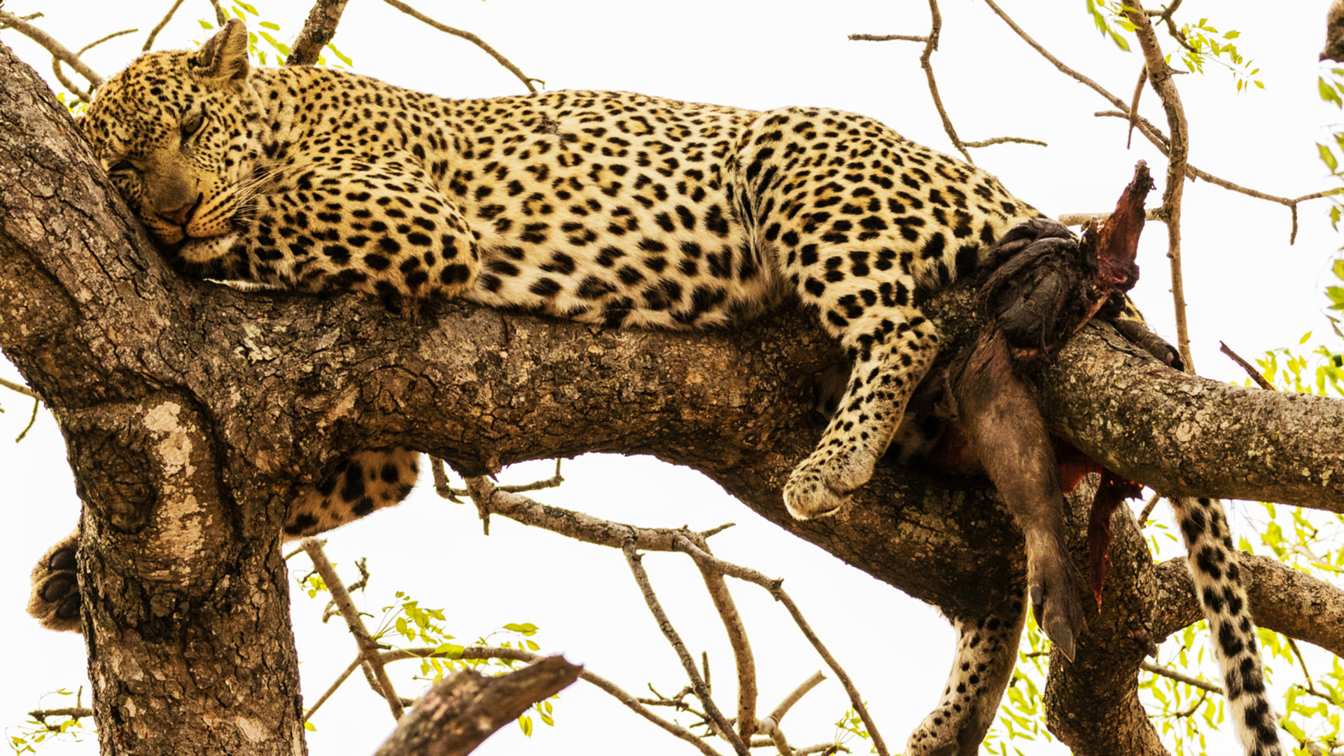 A Leopard lazing in a tree in the Manyeleti