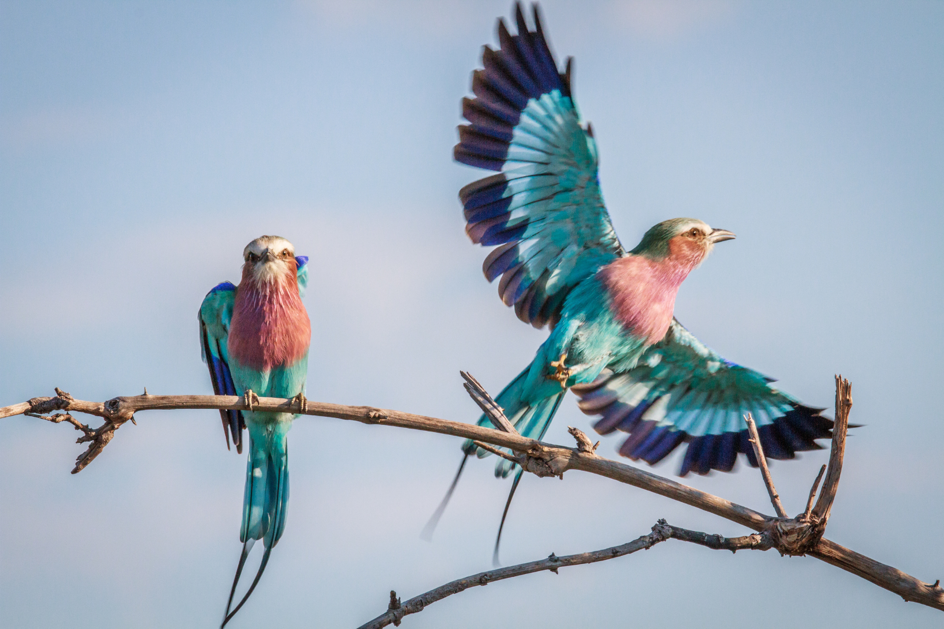 Lilac Breasted Roller - Chobe