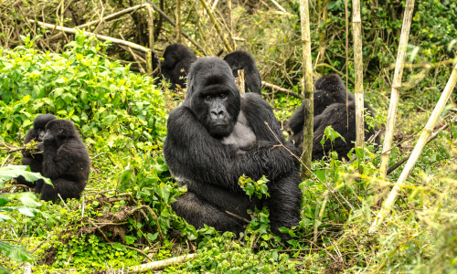 A group of gorillas are sitting in the woods.