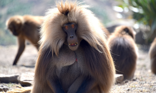 A group of baboons are sitting on the ground looking at the camera.
