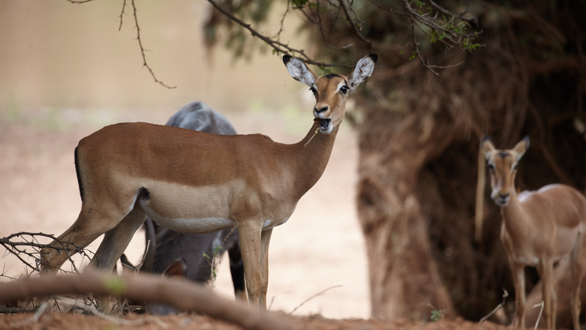 Impala eating