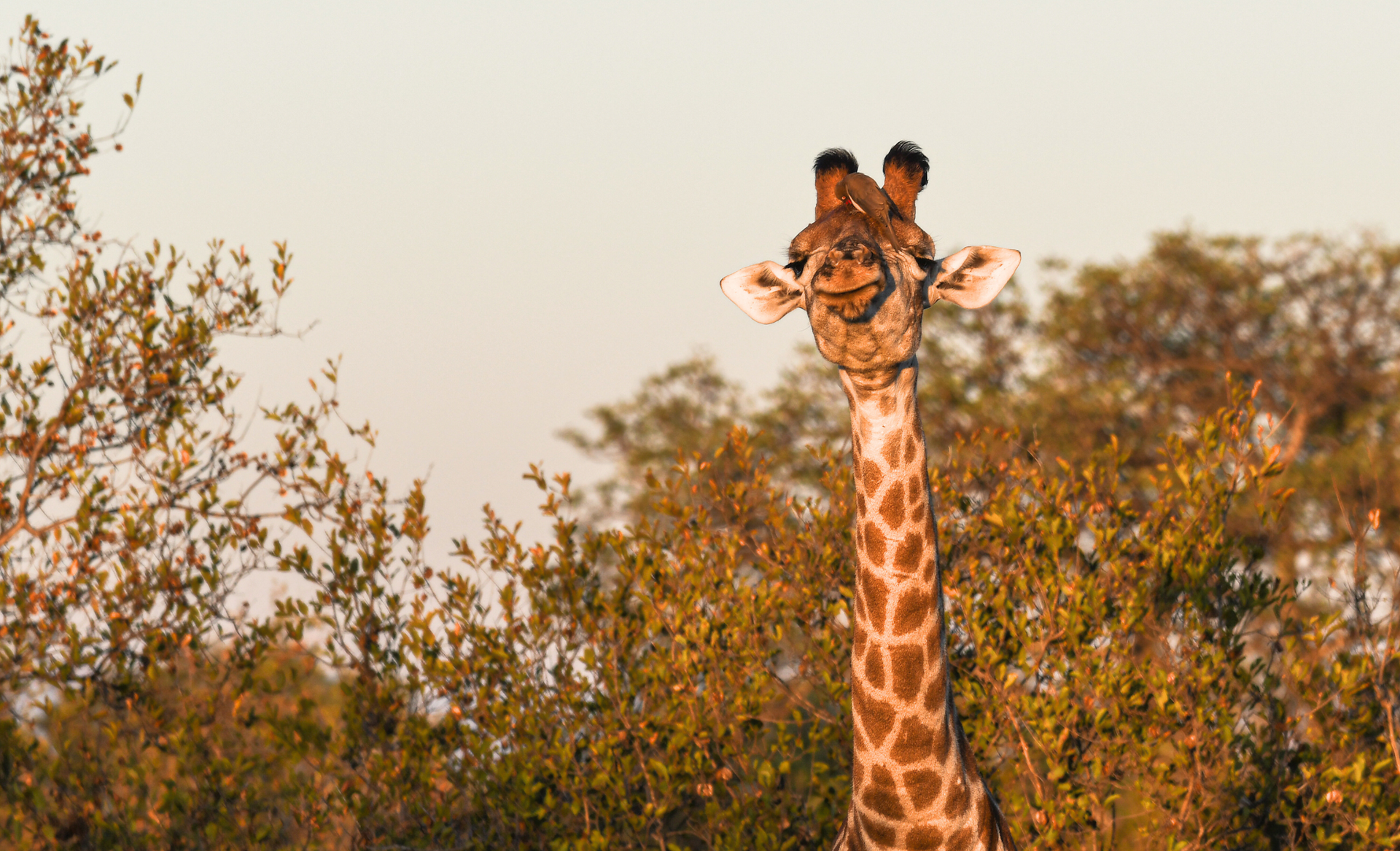 Close up of a giraffe on a budget safari