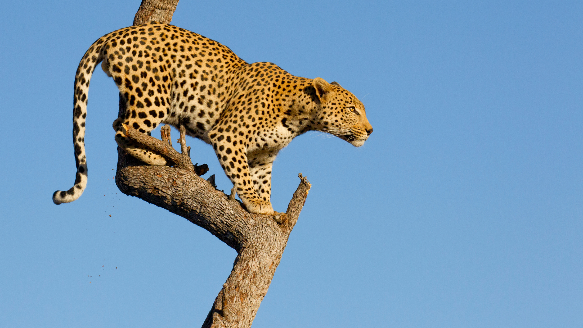A leopard in a tree on safari.