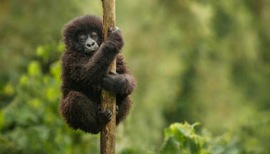Young Gorilla in Uganda