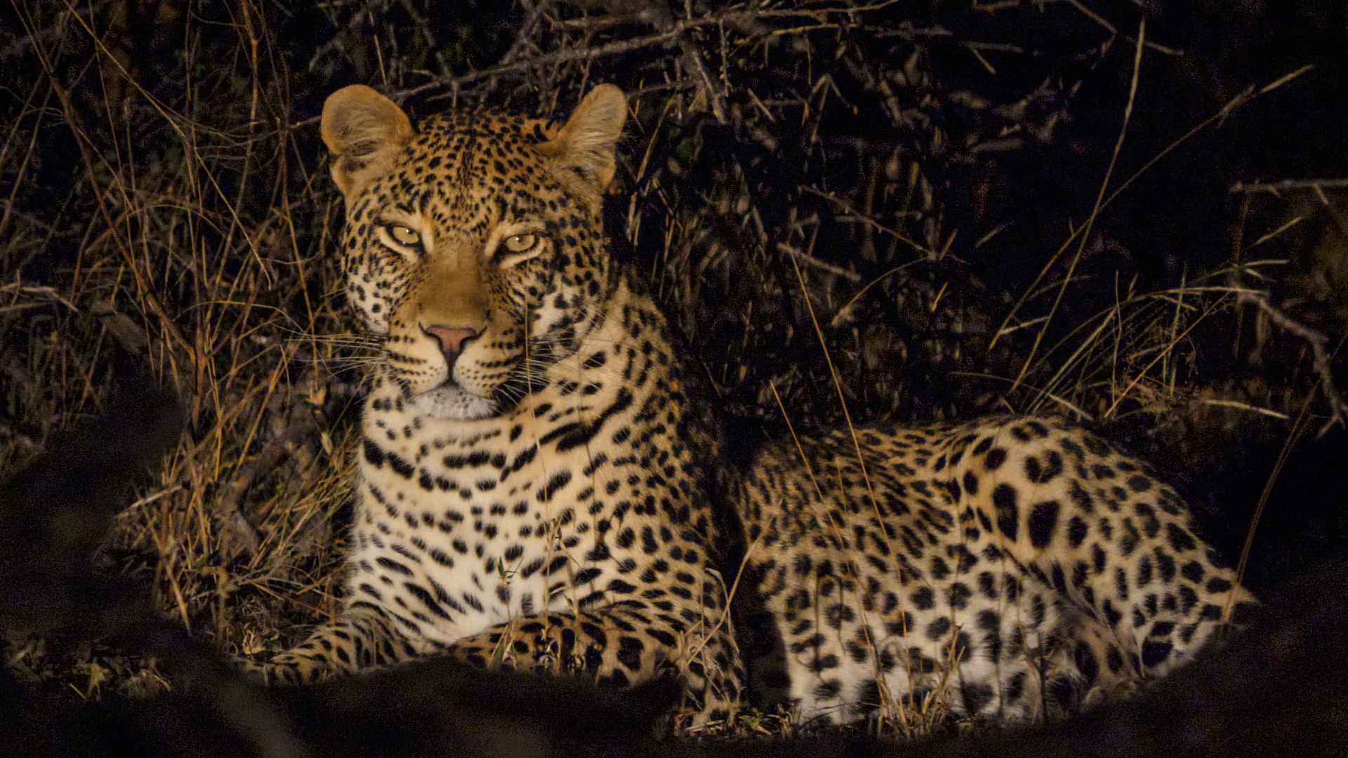 a leopard laying in the grass at night