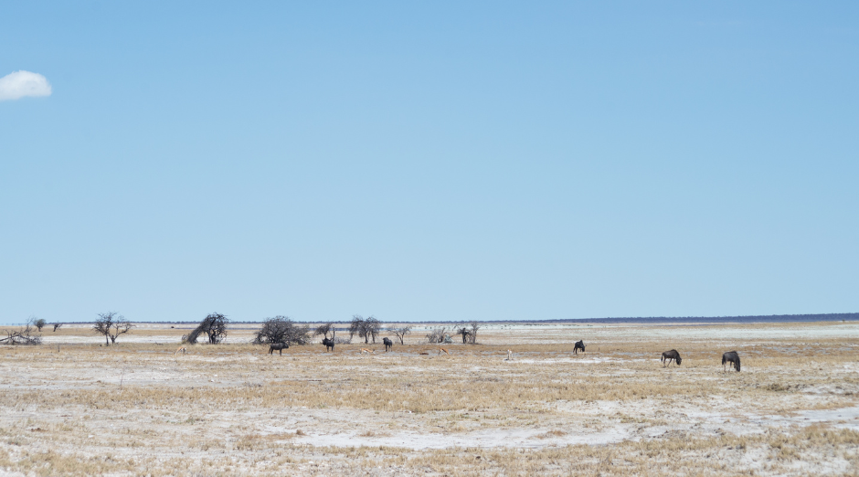 Savanna scene: Animals graze under a vast blue sky, scattered trees dot the horizon.