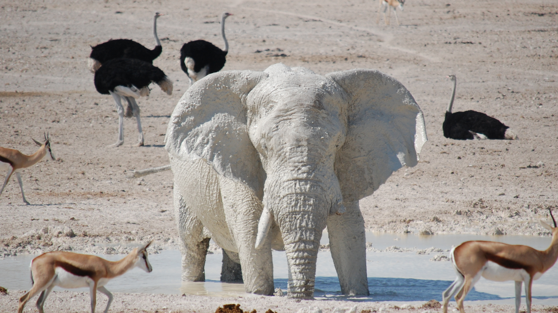 Elephant Bull in Etosha