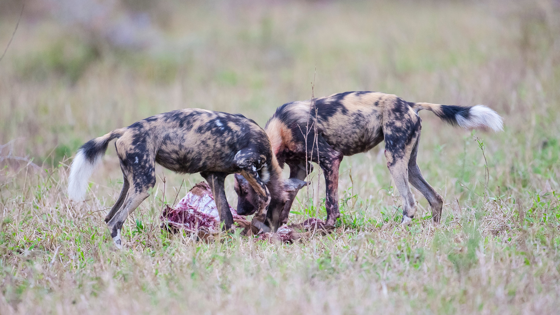 African Wild Dogs Hunting