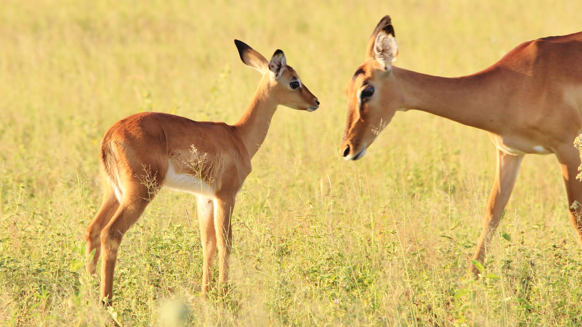 Impala seen on safari