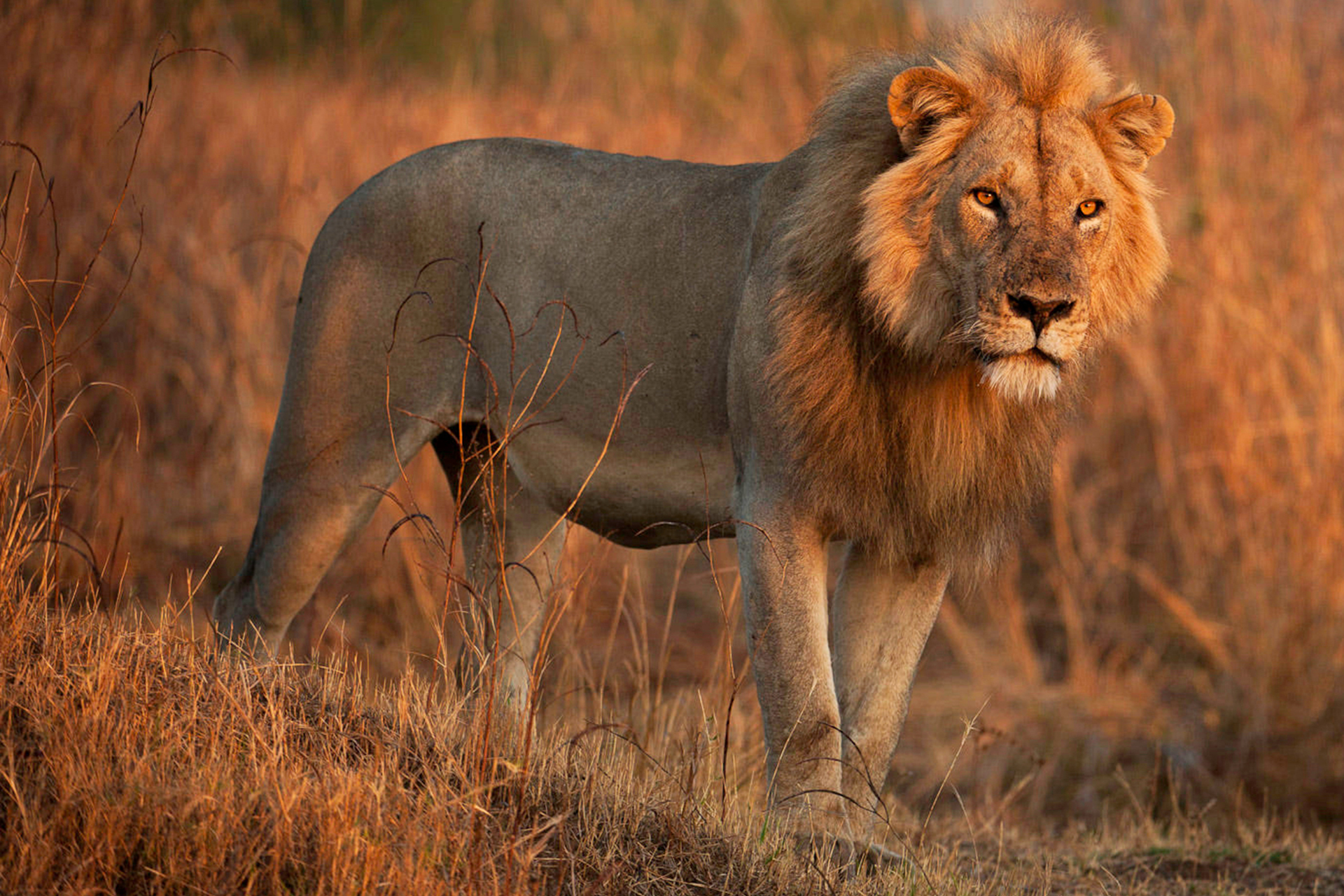 A lion is standing in a field of tall grass.