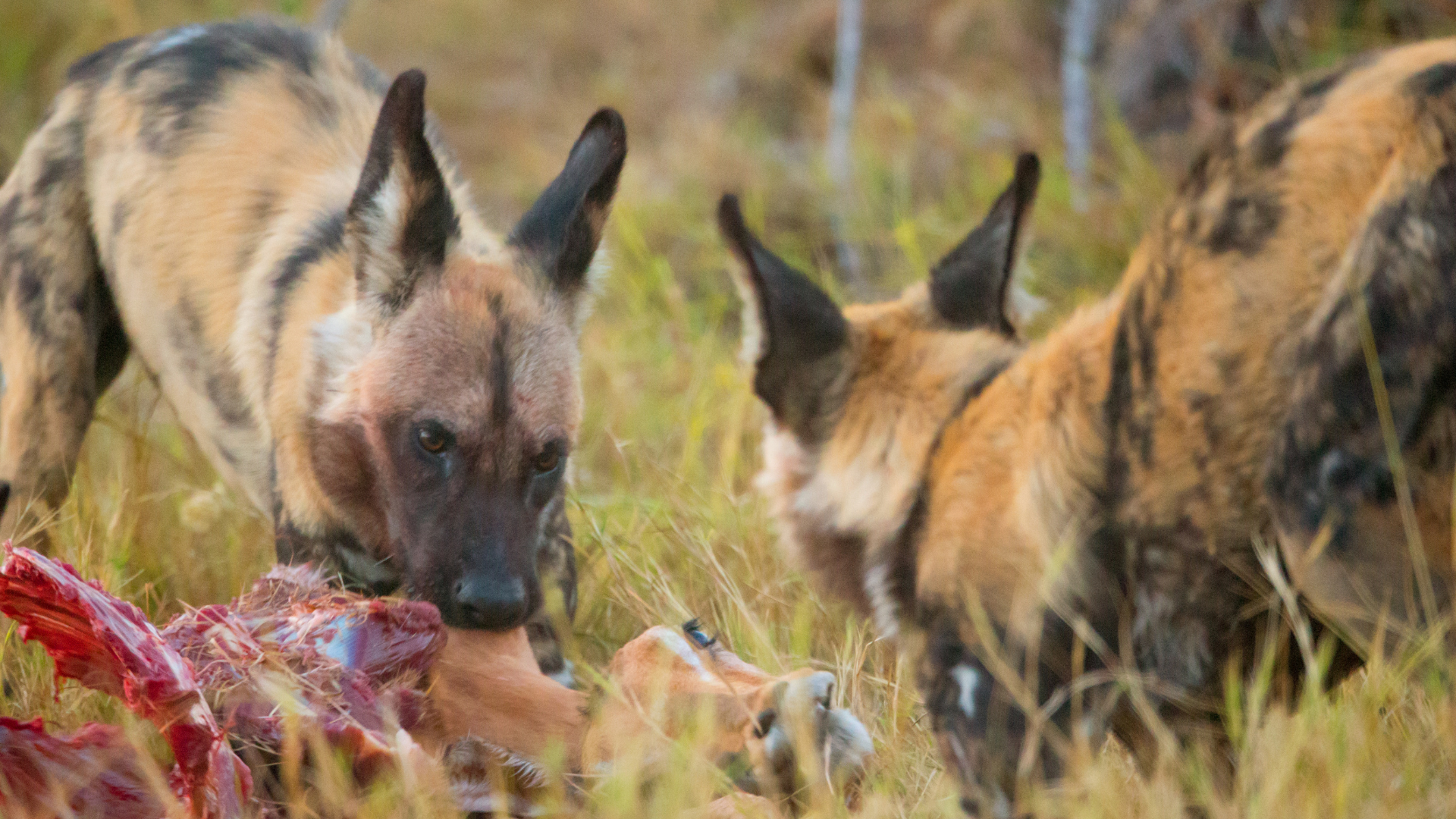 African Wild Dogs hunting and eating an Impala