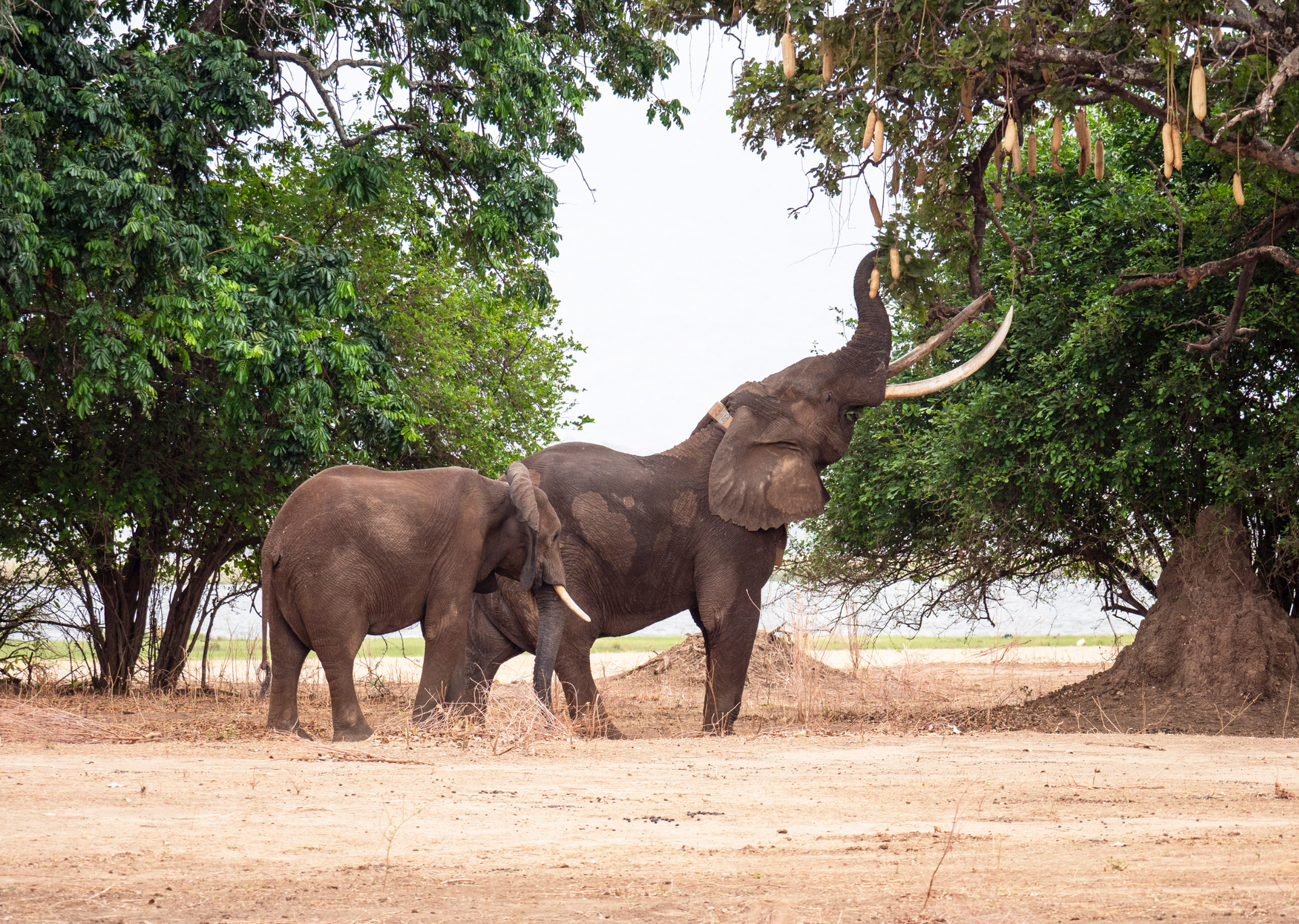 Two elephants in an arid environment: one reaches up to a tree with its trunk, the other nearby.