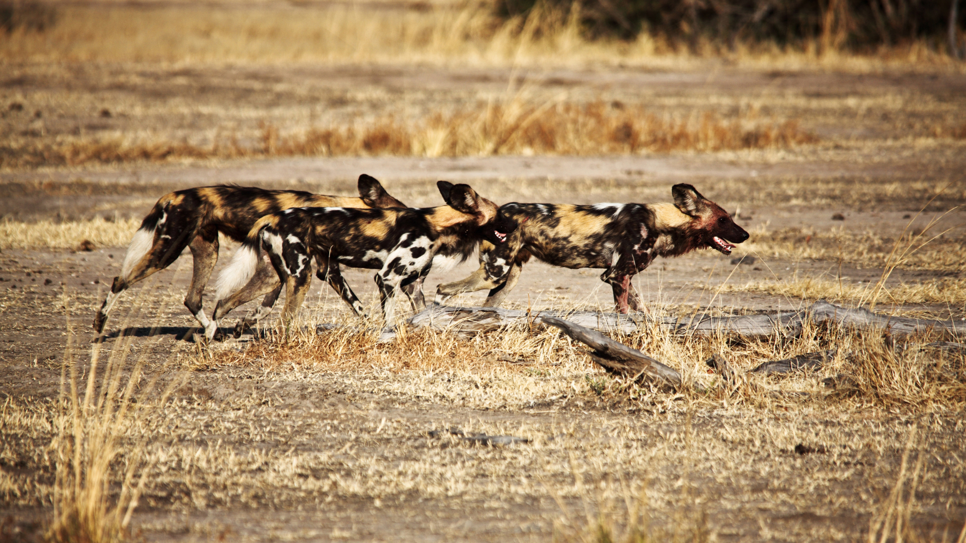 African Wild Dogs Running