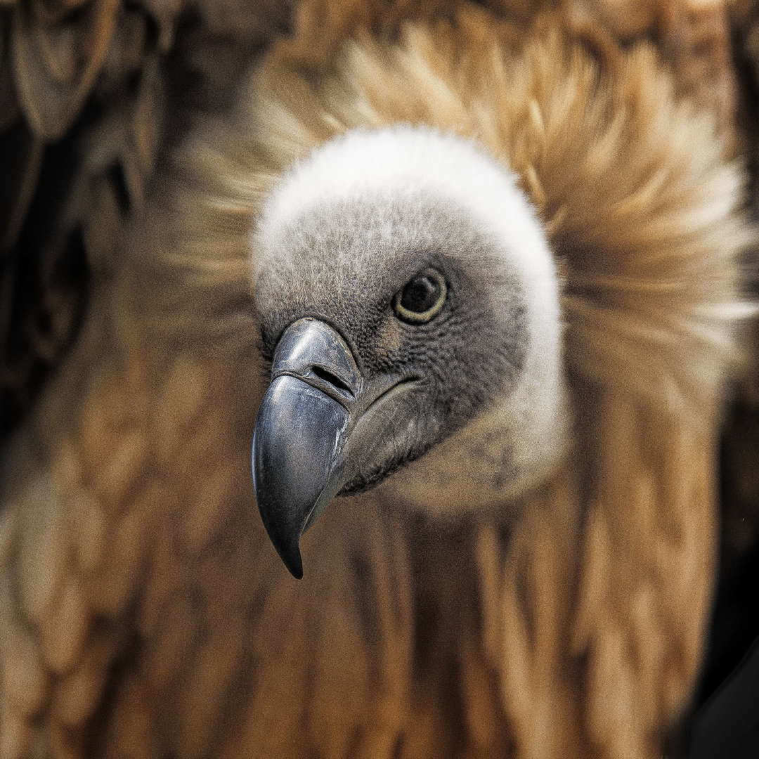 A close up of a vulture 's head with a long beak.