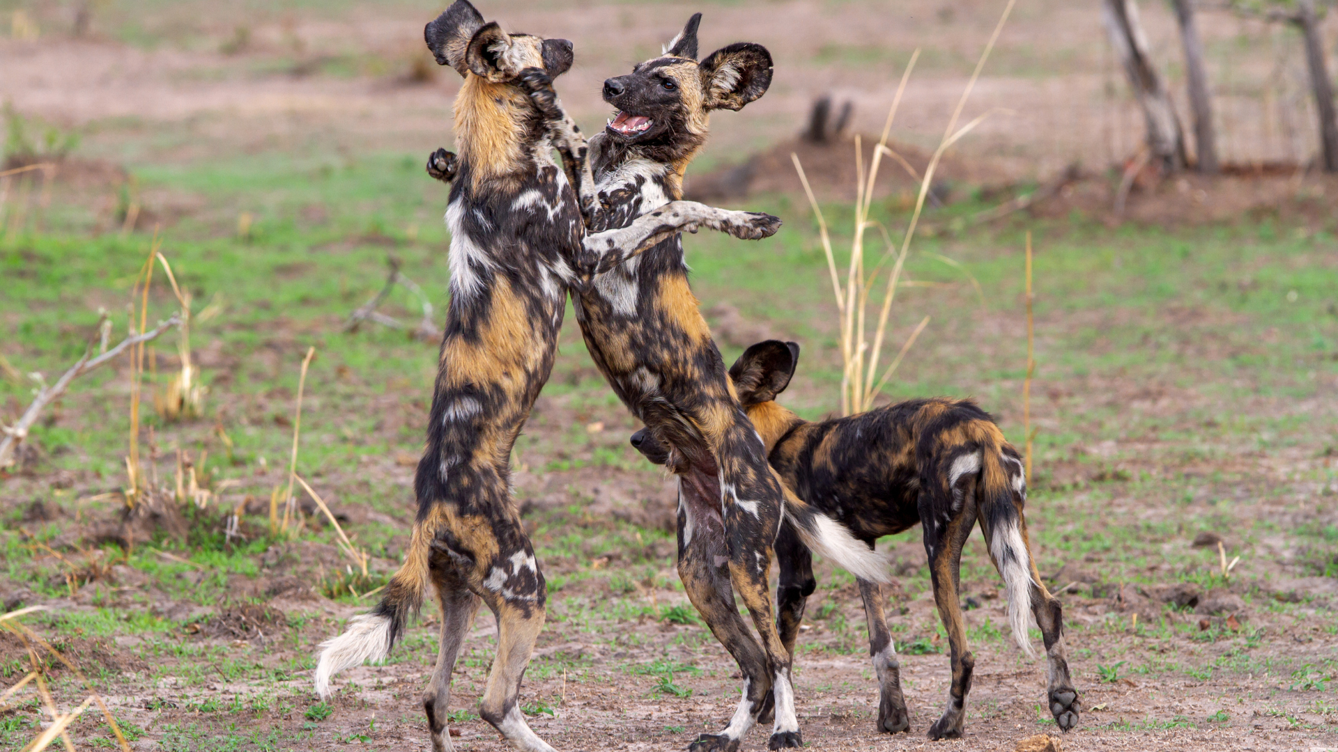 African Wild Dogs Playing