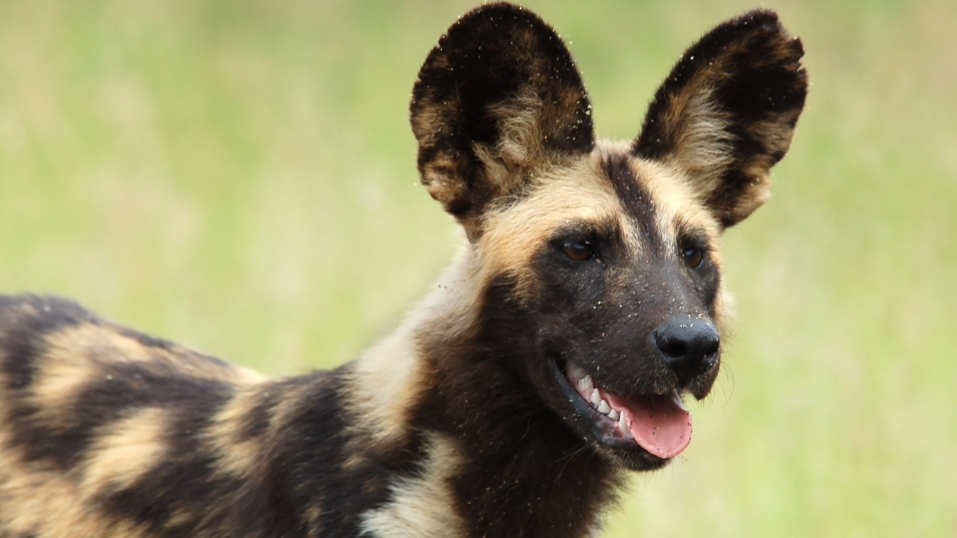 Large Ears of the African Wild Dog