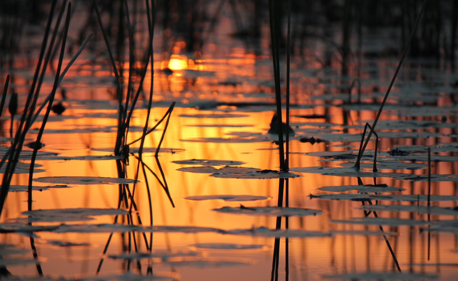 Sunset light reflecting on calm water among silhouetted reeds