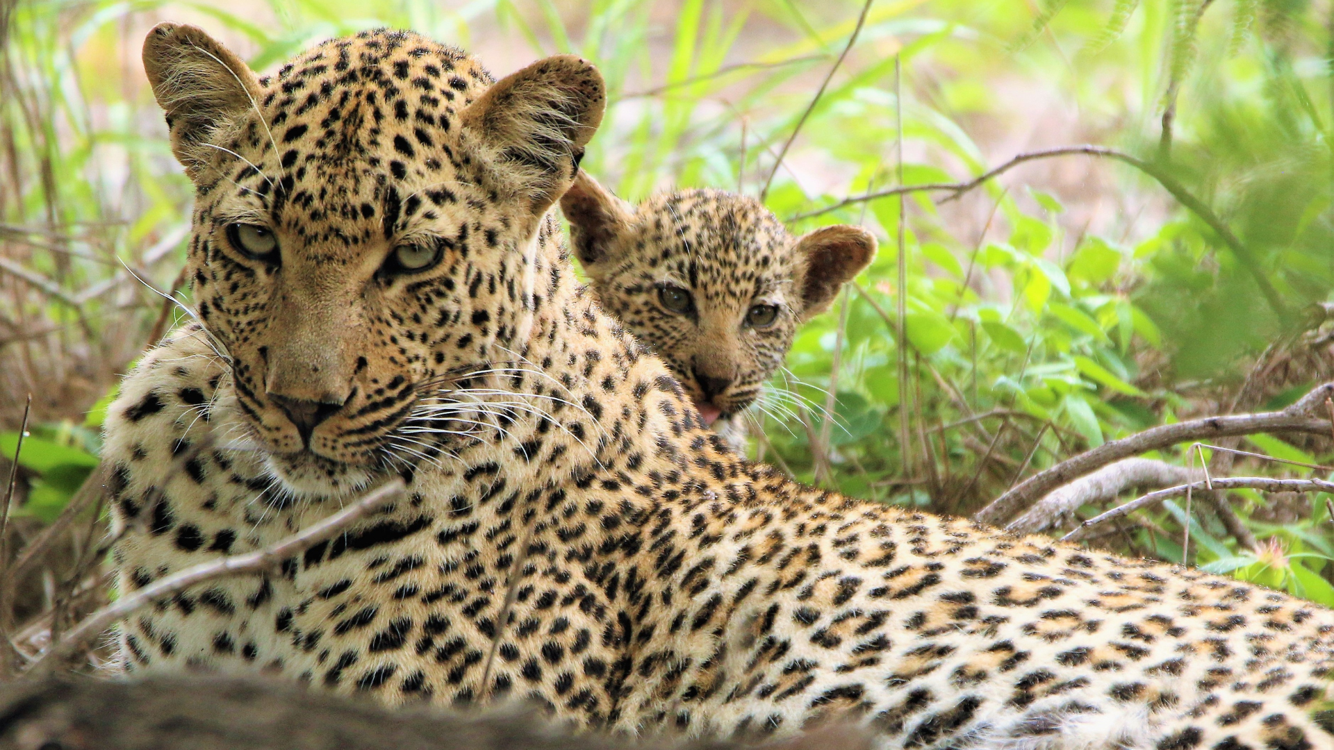a leopard and her cub are laying in the grass .