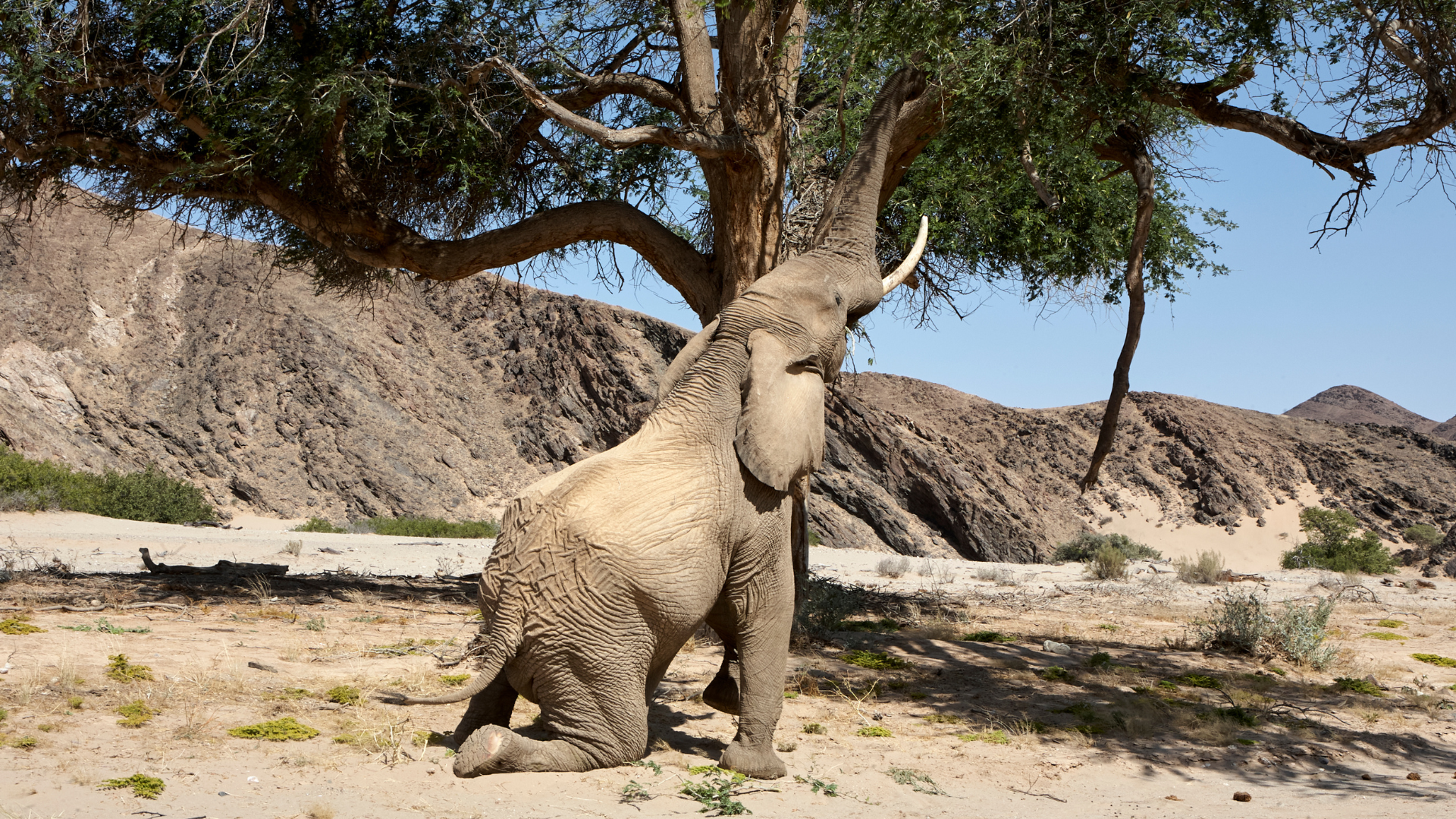 An Elephant in the Hoanib Valley