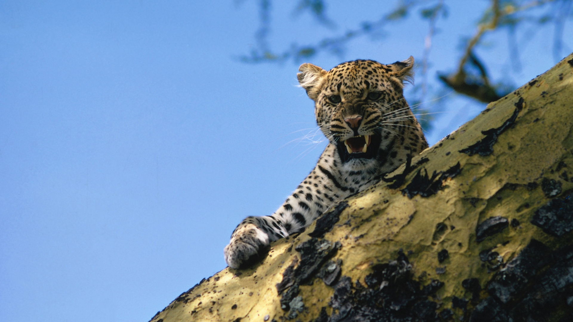 a leopard is sitting on top of a tree branch .