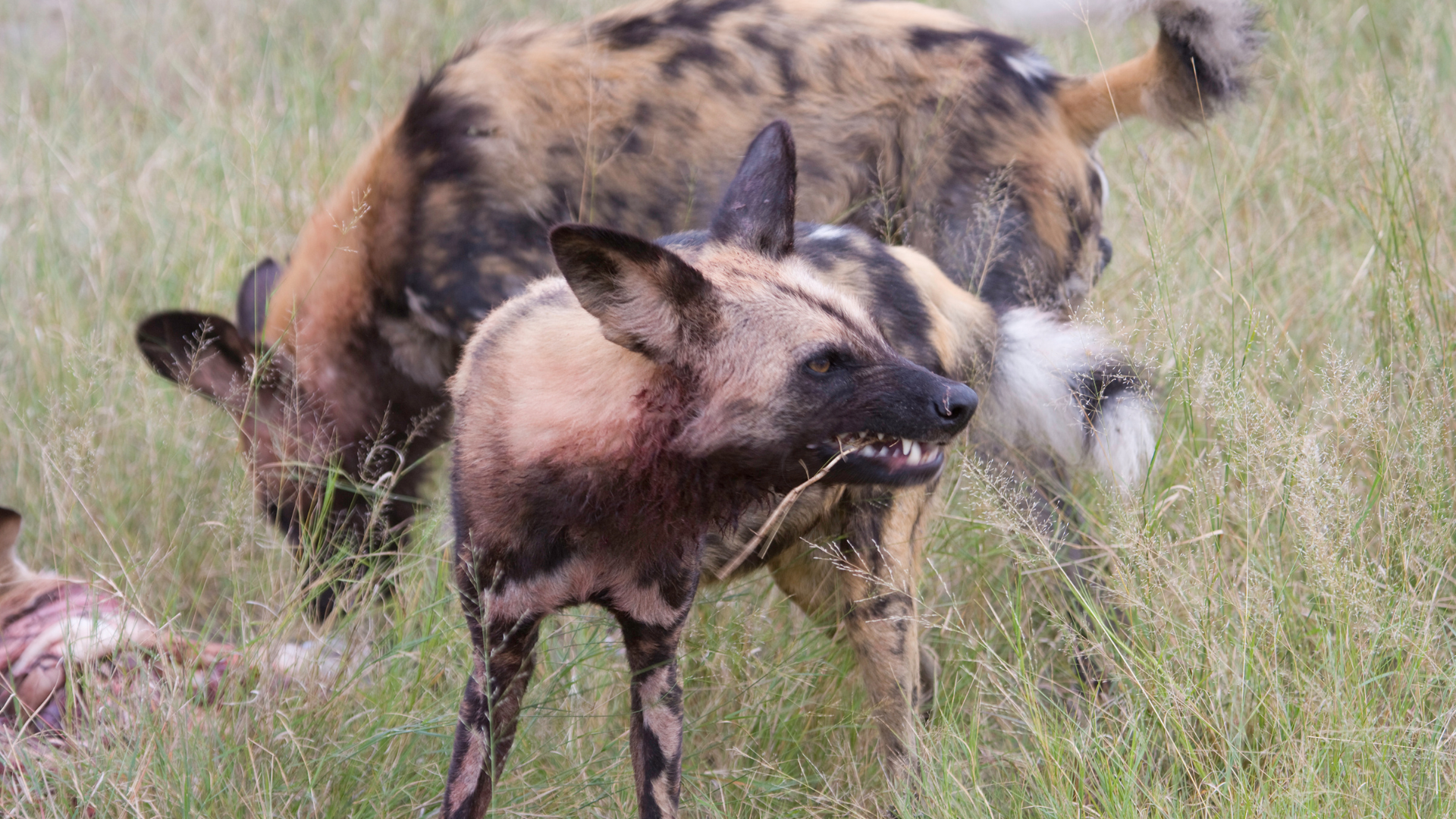 African Wild Dog chewing a stick