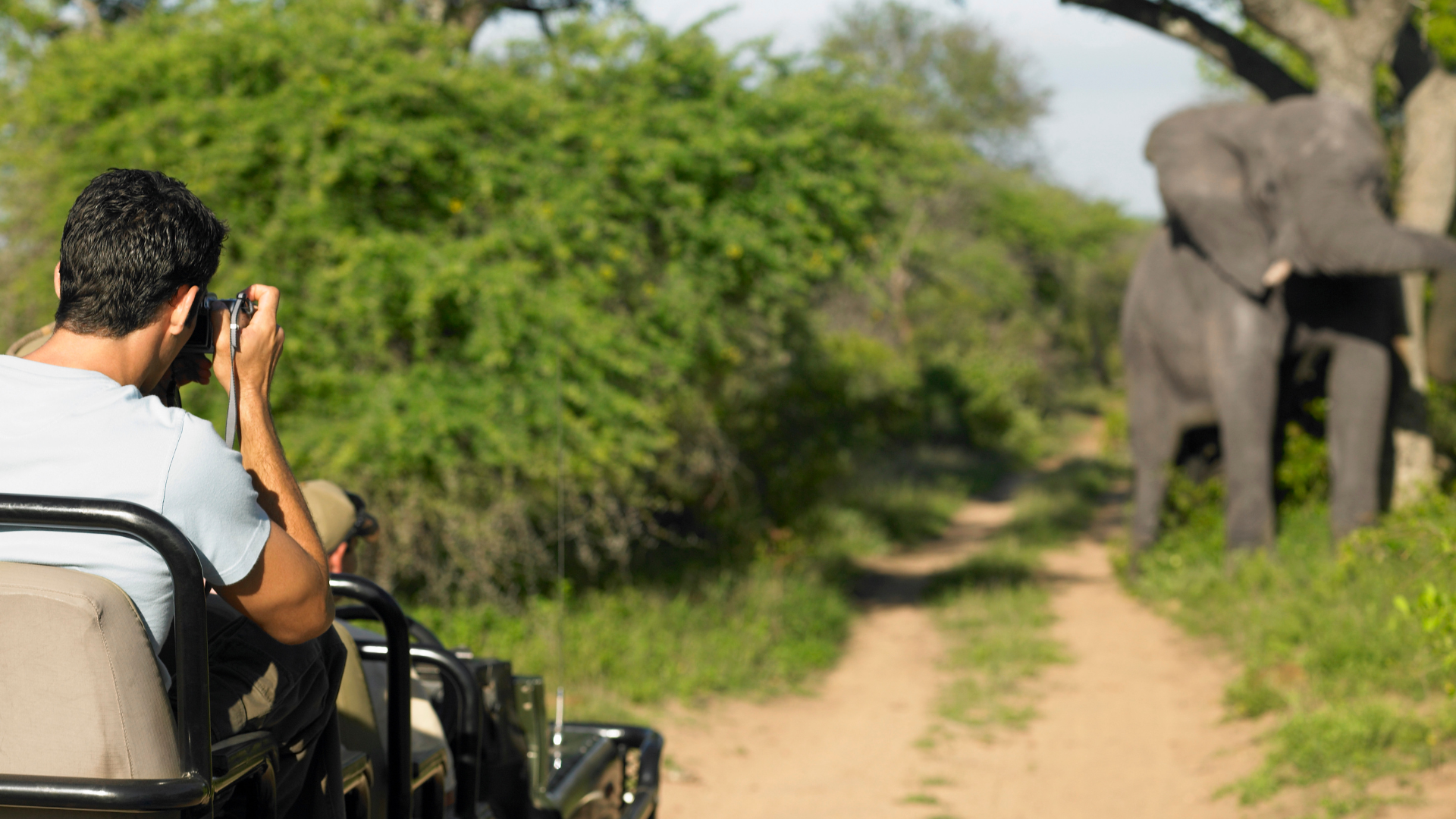 A Man on a Solo Safari with Elephants in South Africa