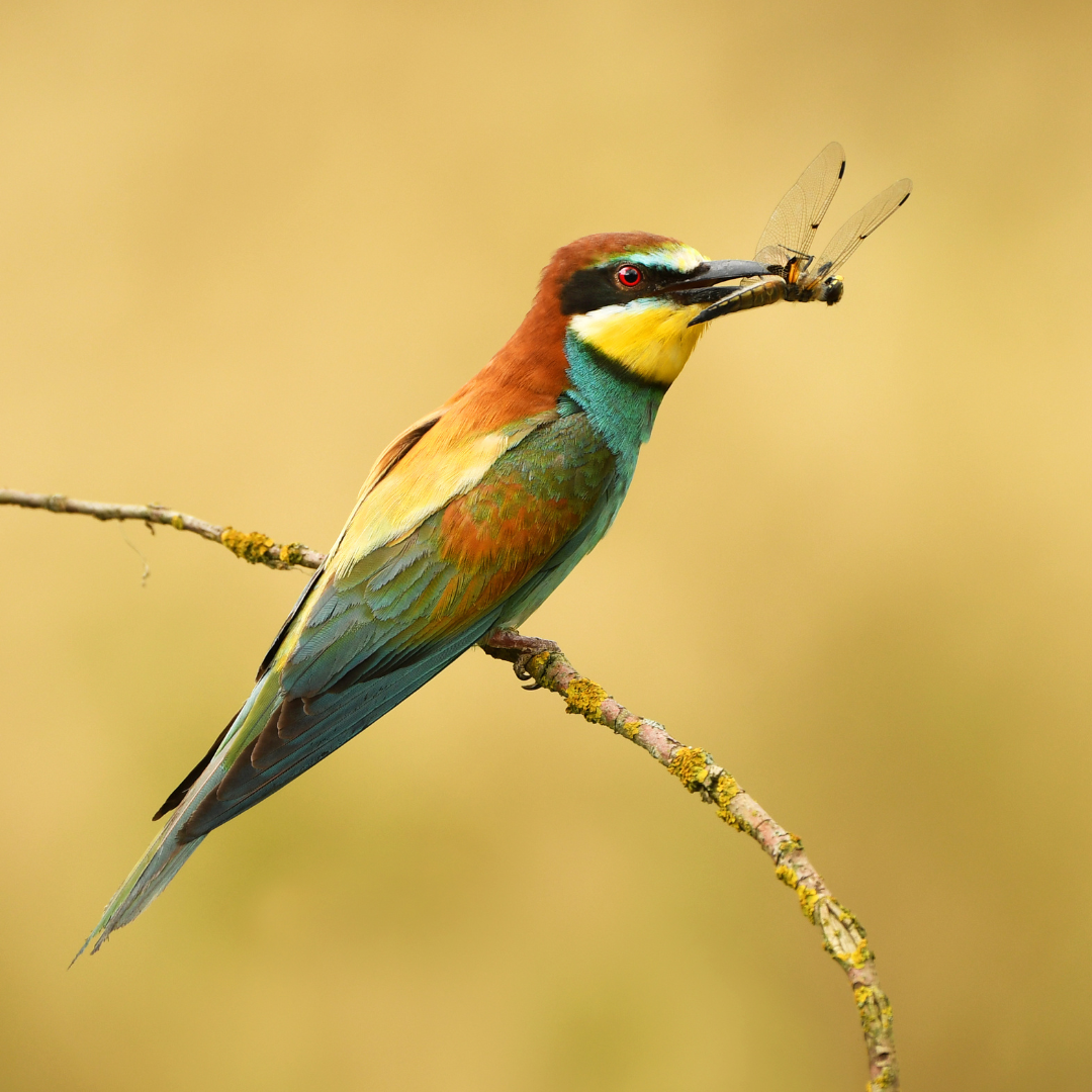A colorful bird perched on a branch with a dragonfly in its beak.