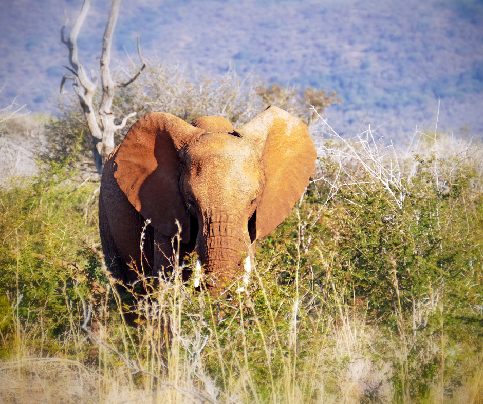 Elephant foraging in grassy savanna, its large ears spread, eyes forward.