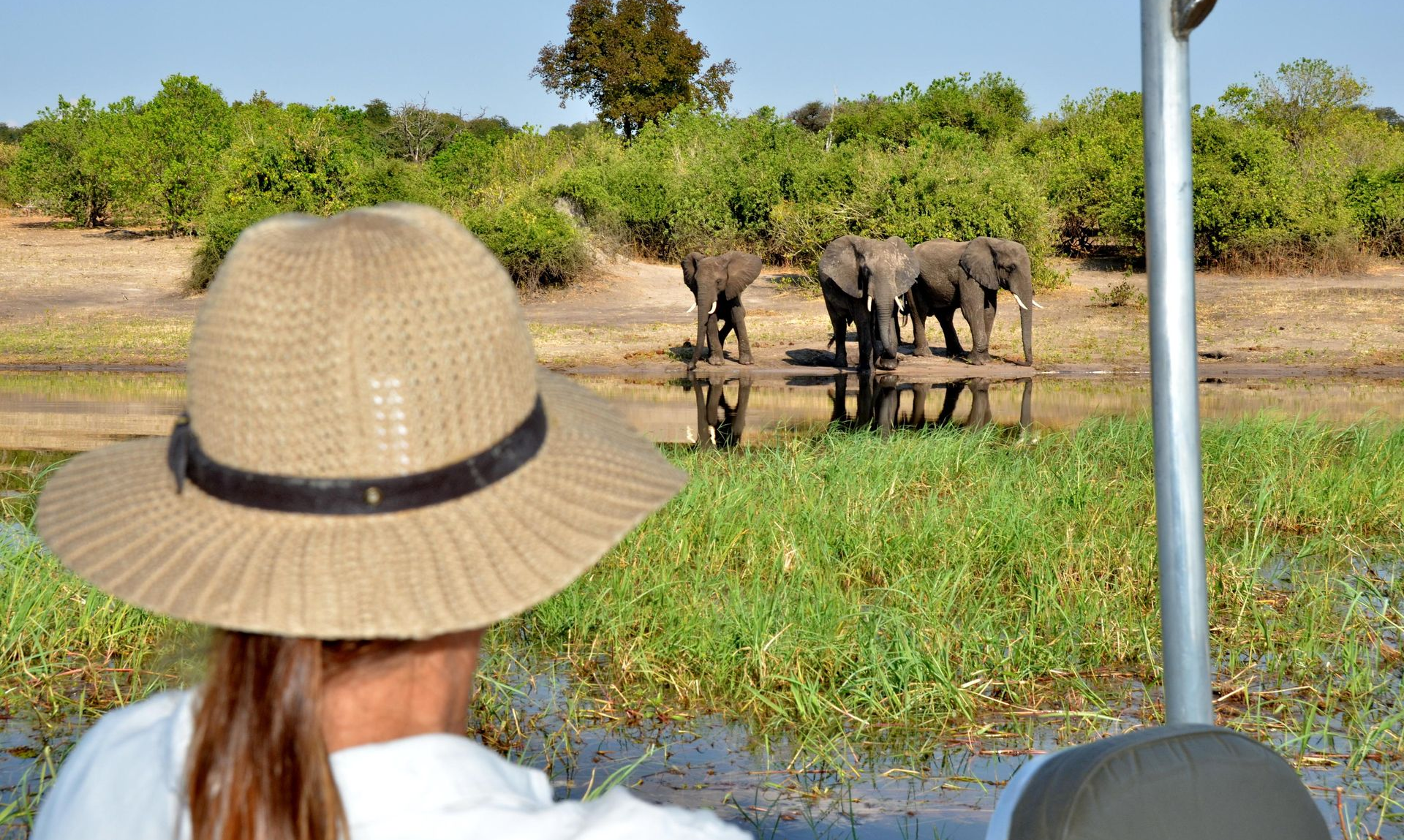 An Elephant walks through the Chobe River