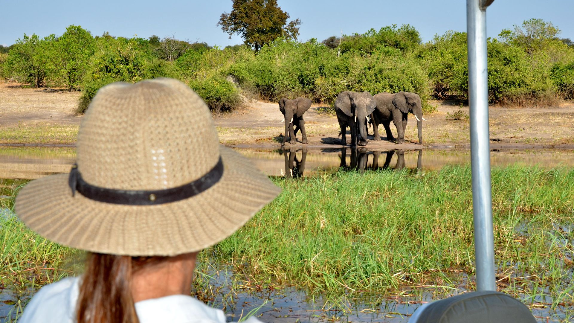 Leopard resting in a tree, with its kill. Spotted fur, brown branches, and overcast sky.