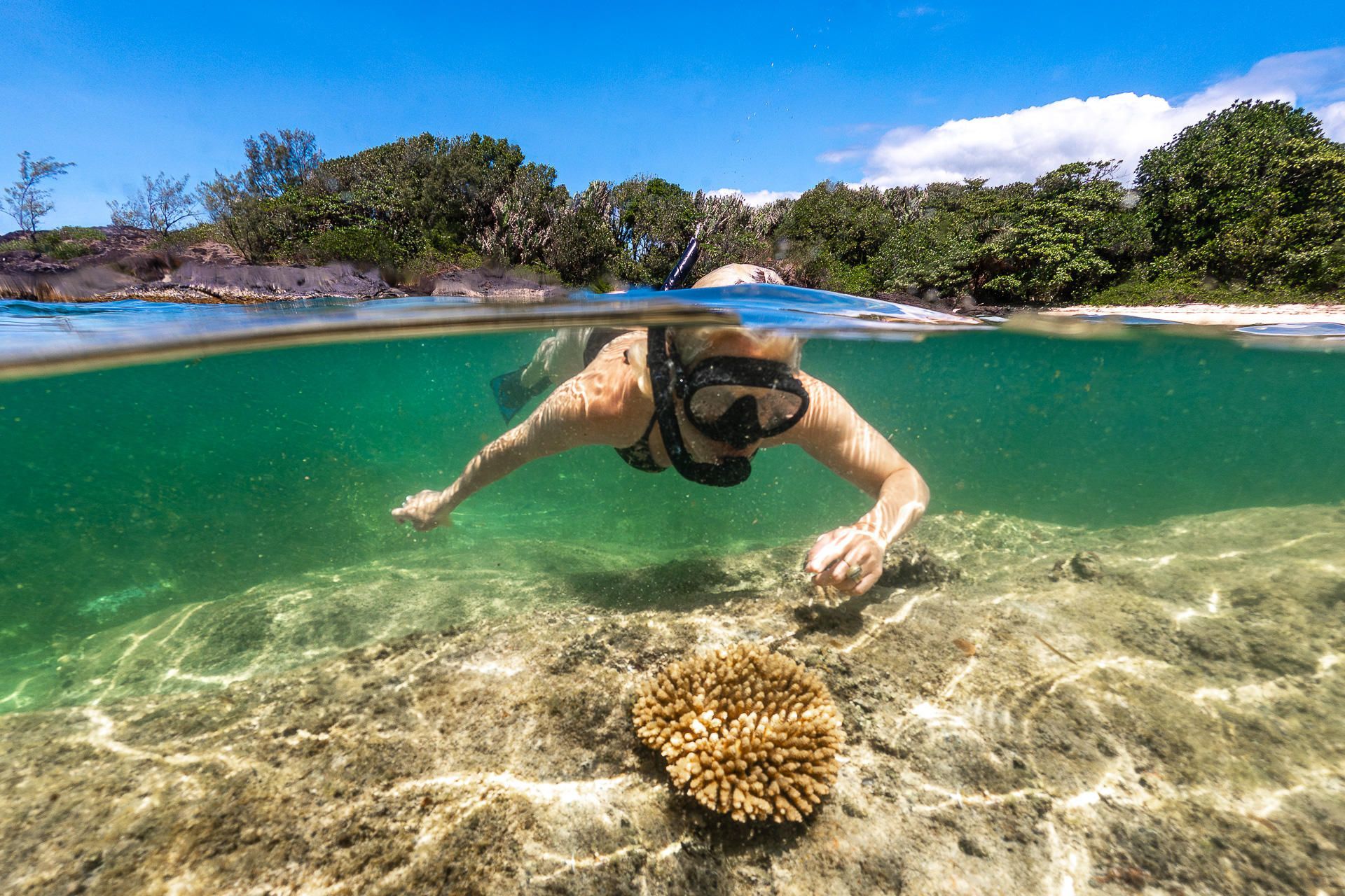 Woman snorkeling, reaching for coral in clear turquoise water, trees on the shoreline under a bright blue sky.