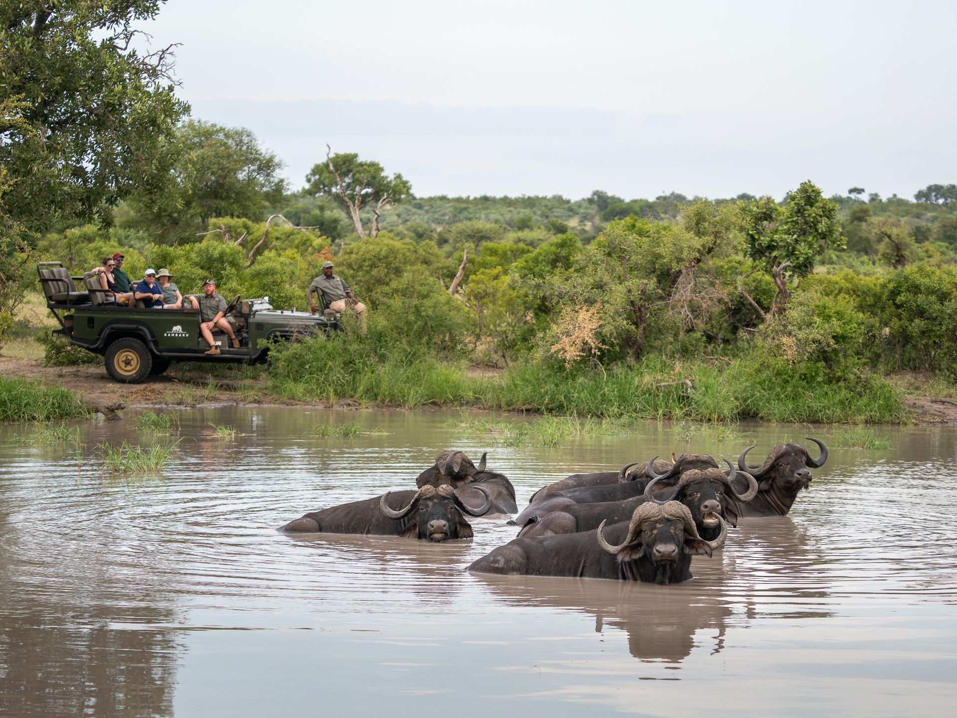 Buffalo in a dam on safari at Kambaku Safari Lodge