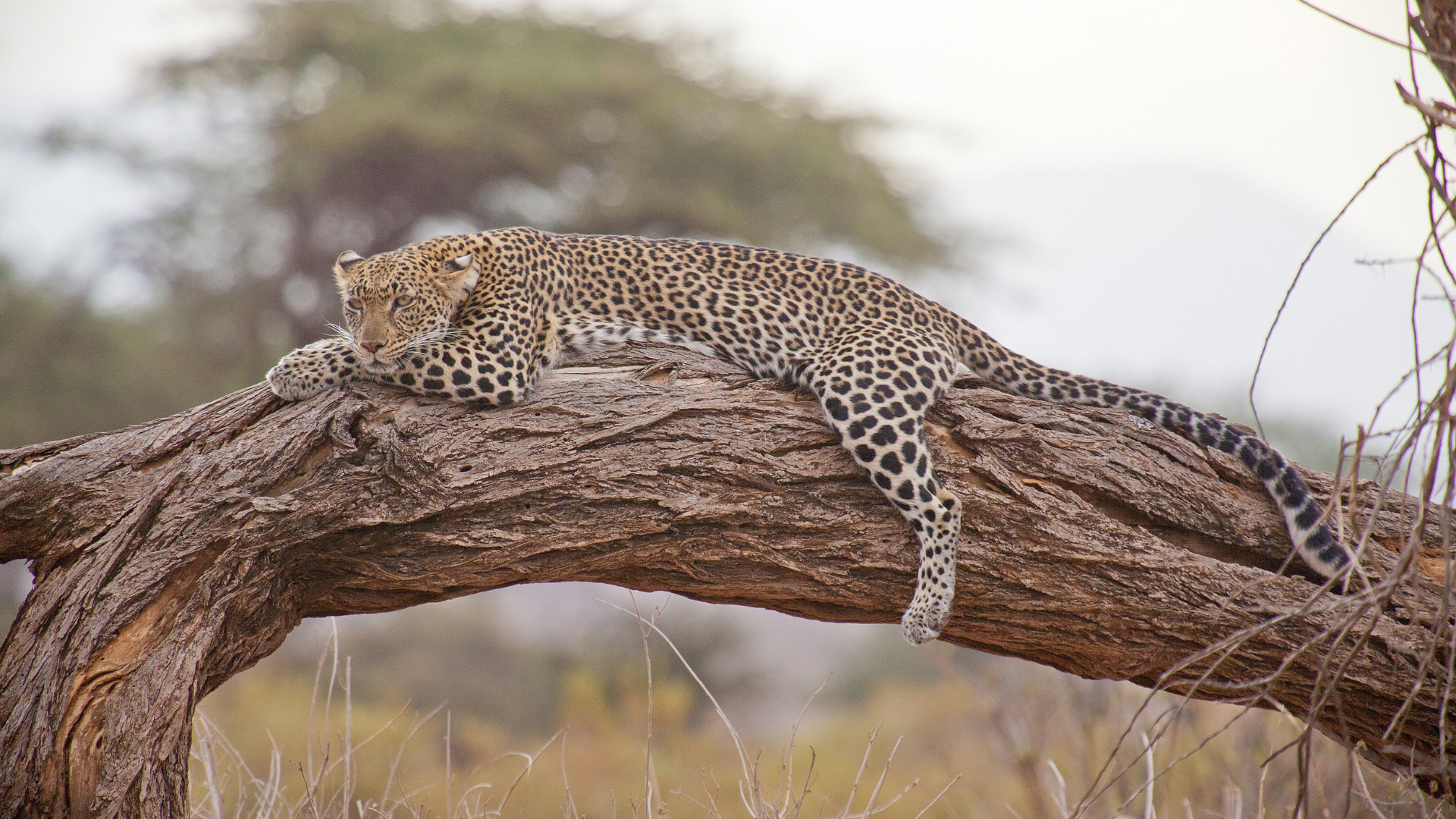 a leopard is laying on a tree branch in the wild .