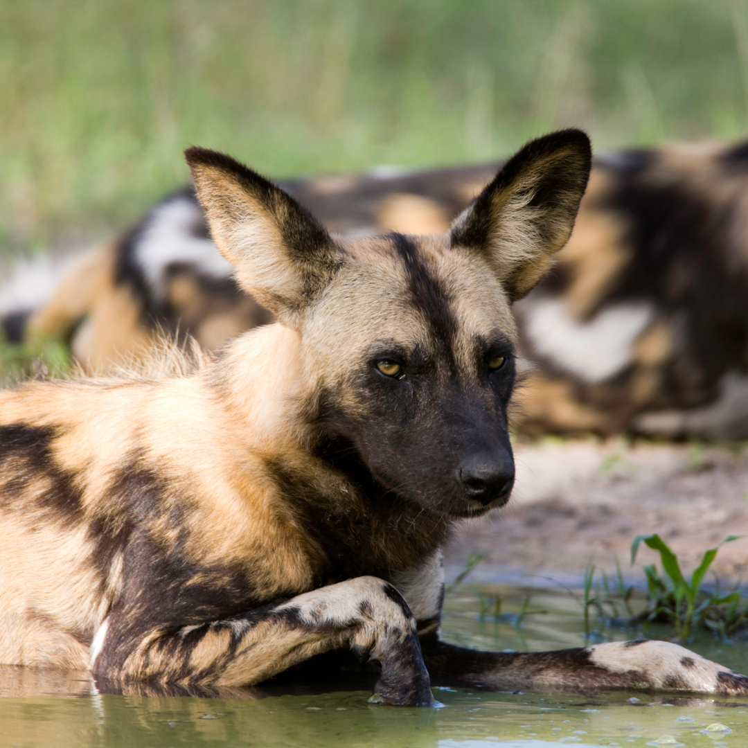 A dog is laying in the water and looking at the camera.