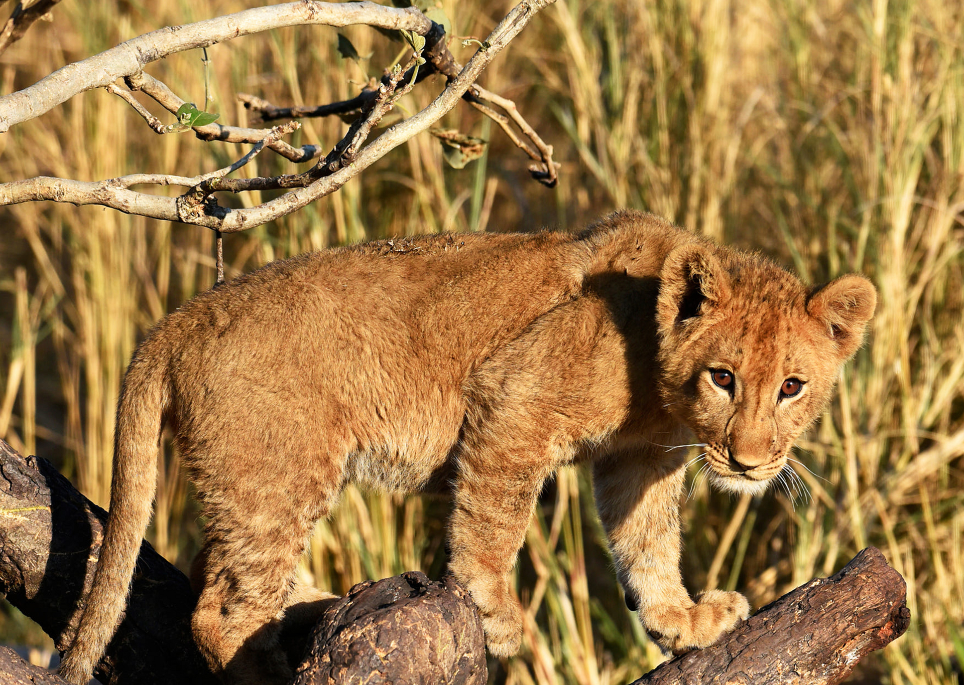 Lion cub stands on a tree branch, looking alert with amber eyes and tan fur. Grassy background.