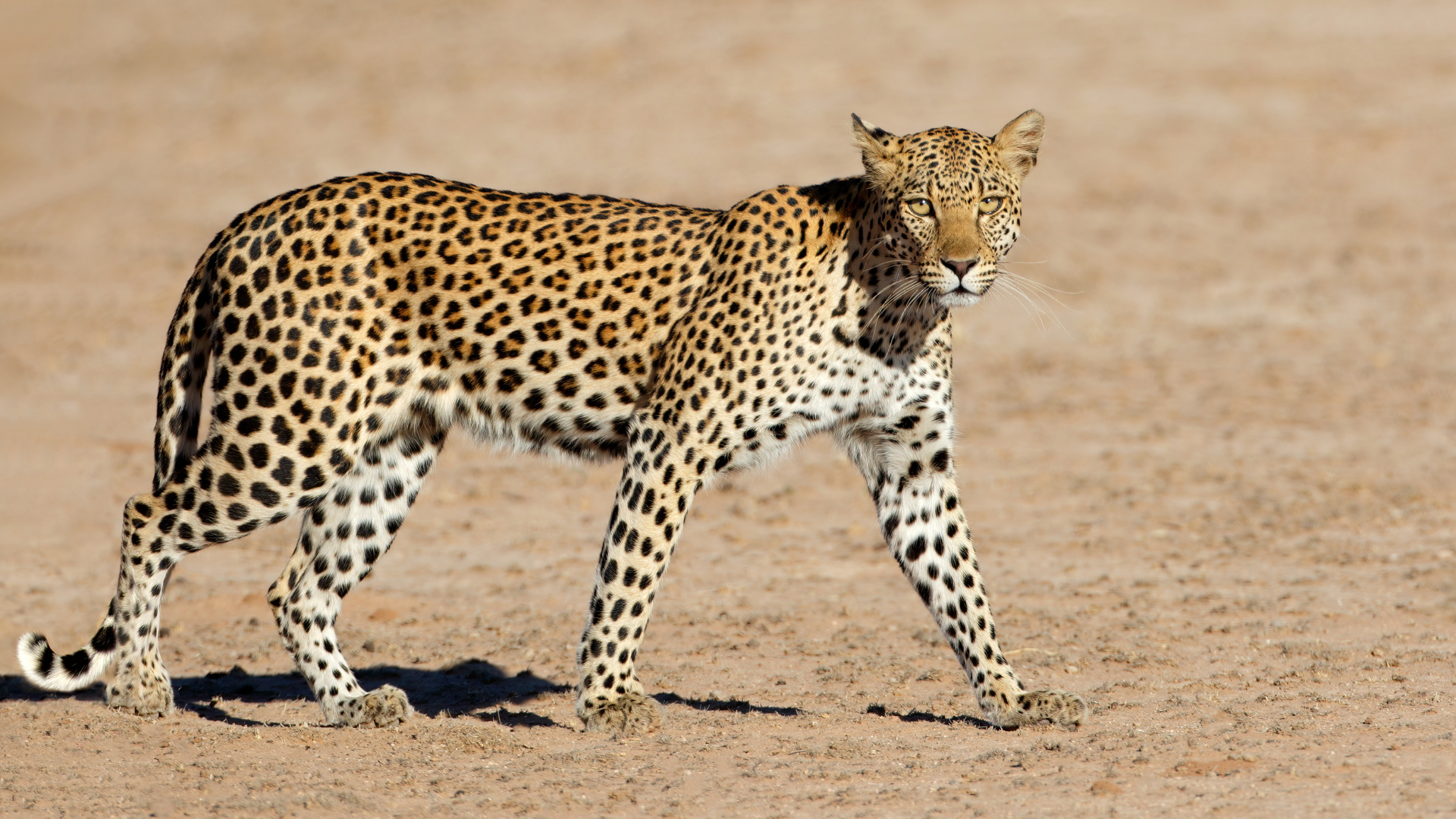 A Leopard in the Namib Desert