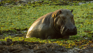 A hippopotamus is laying in the mud in Zambia